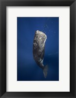Framed Candle Sperm Whale