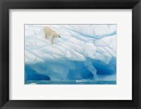 Framed Polar Bear