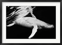 Framed Black & Whale 2