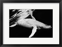 Framed Black & Whale 2