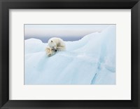 Framed Polar Bear Grooming