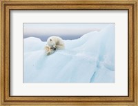 Framed Polar Bear Grooming