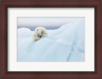 Framed Polar Bear Grooming