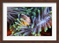 Framed Clownfish