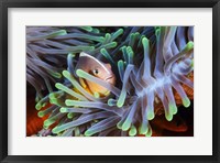 Framed Clownfish