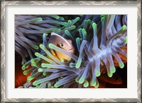 Framed Clownfish