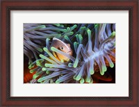 Framed Clownfish