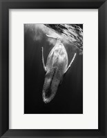 Framed Black & Whale