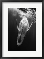 Framed Black & Whale