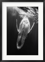 Framed Black & Whale