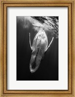 Framed Black & Whale