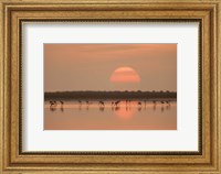 Framed Flamingos At Sunrise