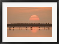 Framed Flamingos At Sunrise