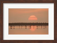Framed Flamingos At Sunrise
