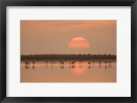 Framed Flamingos At Sunrise