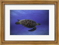 Framed Green Turtle In The Blue