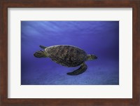 Framed Green Turtle In The Blue
