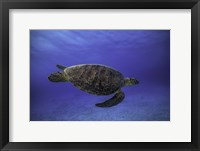 Framed Green Turtle In The Blue