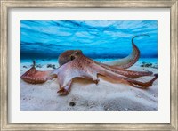 Framed Octopus