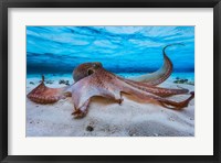 Framed Octopus