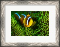 Framed Yellow Clownfish On Green Anemon