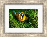 Framed Yellow Clownfish On Green Anemon