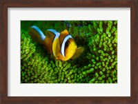 Framed Yellow Clownfish On Green Anemon