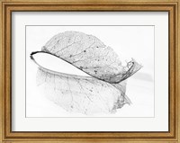 Framed Old Leaf
