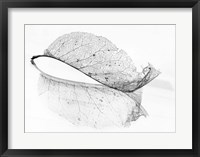 Framed Old Leaf