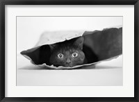 Framed Cat In A Bag