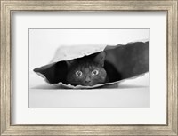 Framed Cat In A Bag