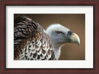 Framed Vulture