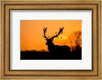 Framed Red Deer Stag Silhouette