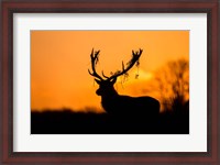 Framed Red Deer Stag Silhouette