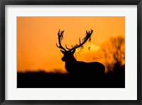 Framed Red Deer Stag Silhouette