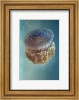 Framed Jellyfish - Phylorhiza Punctata