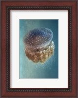 Framed Jellyfish - Phylorhiza Punctata