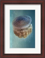 Framed Jellyfish - Phylorhiza Punctata