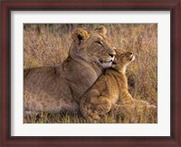 Framed Baby Lion With Mother
