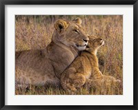 Framed Baby Lion With Mother
