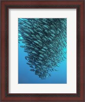 Framed Schooling Jackfishes