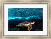 Framed Turtle And Sardines
