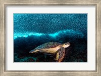 Framed Turtle And Sardines