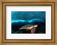 Framed Turtle And Sardines