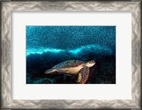 Framed Turtle And Sardines