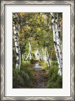 Framed Birch Path I