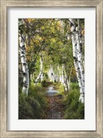 Framed Birch Path I