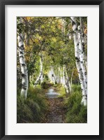 Birch Path I Framed Print