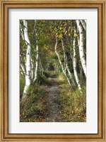 Framed Birch Path II