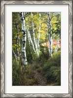 Framed Birch Path III